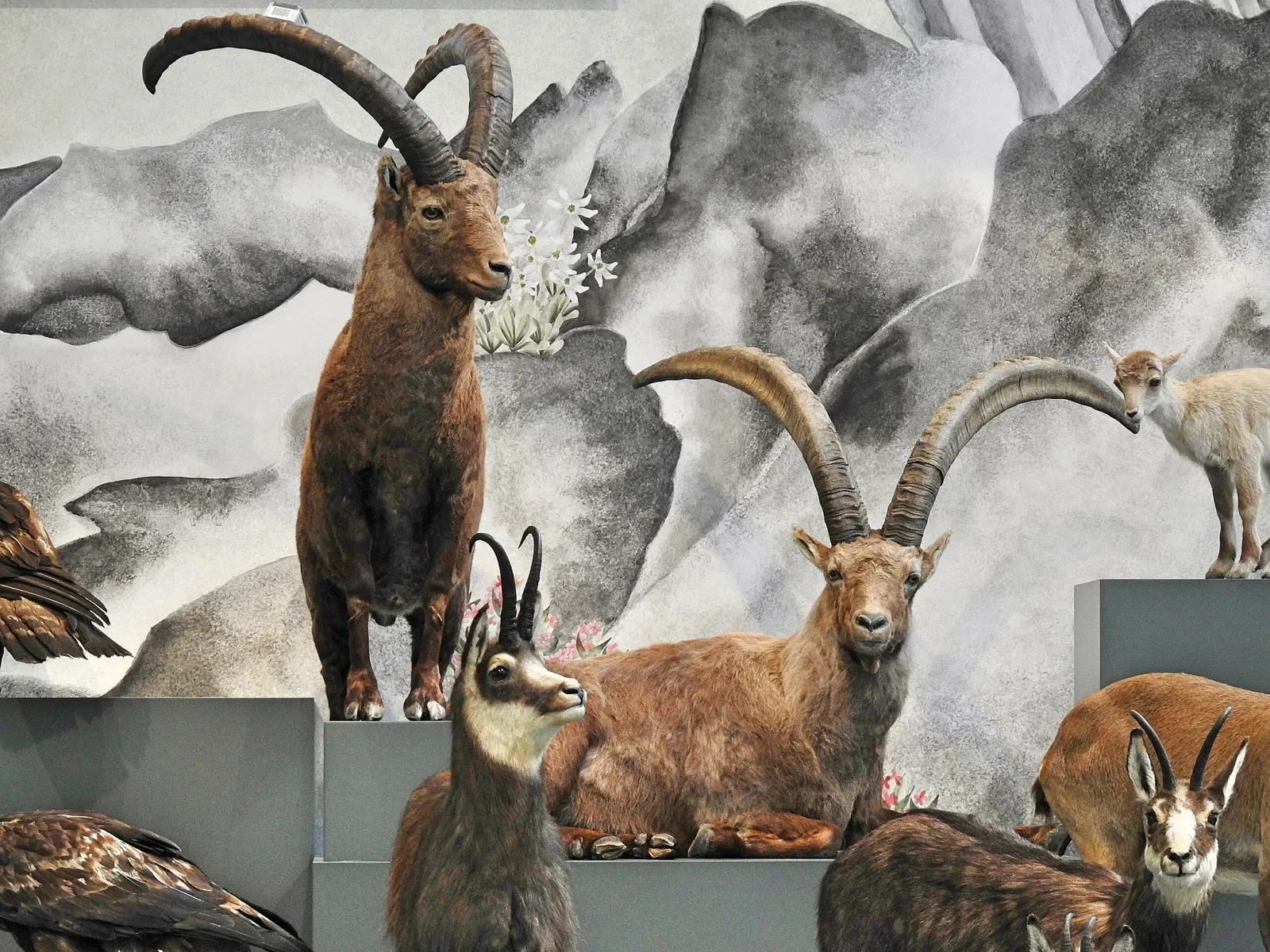 Naturmuseum St. Gallen