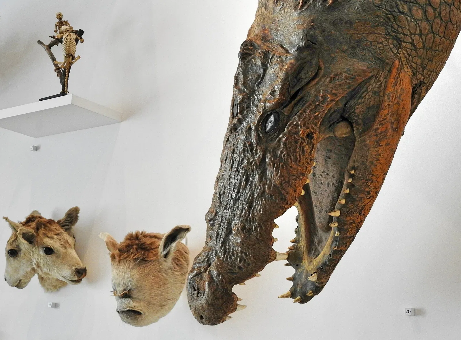 Naturmuseum St. Gallen