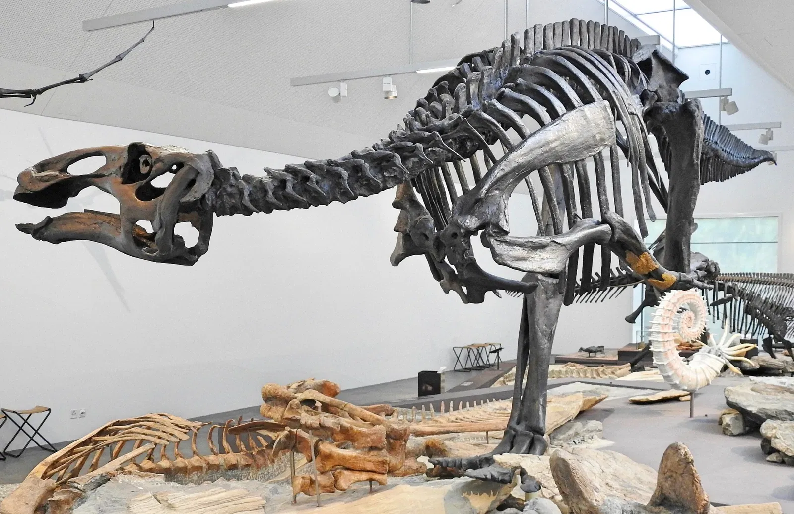 Natural History Museum St. Gallen