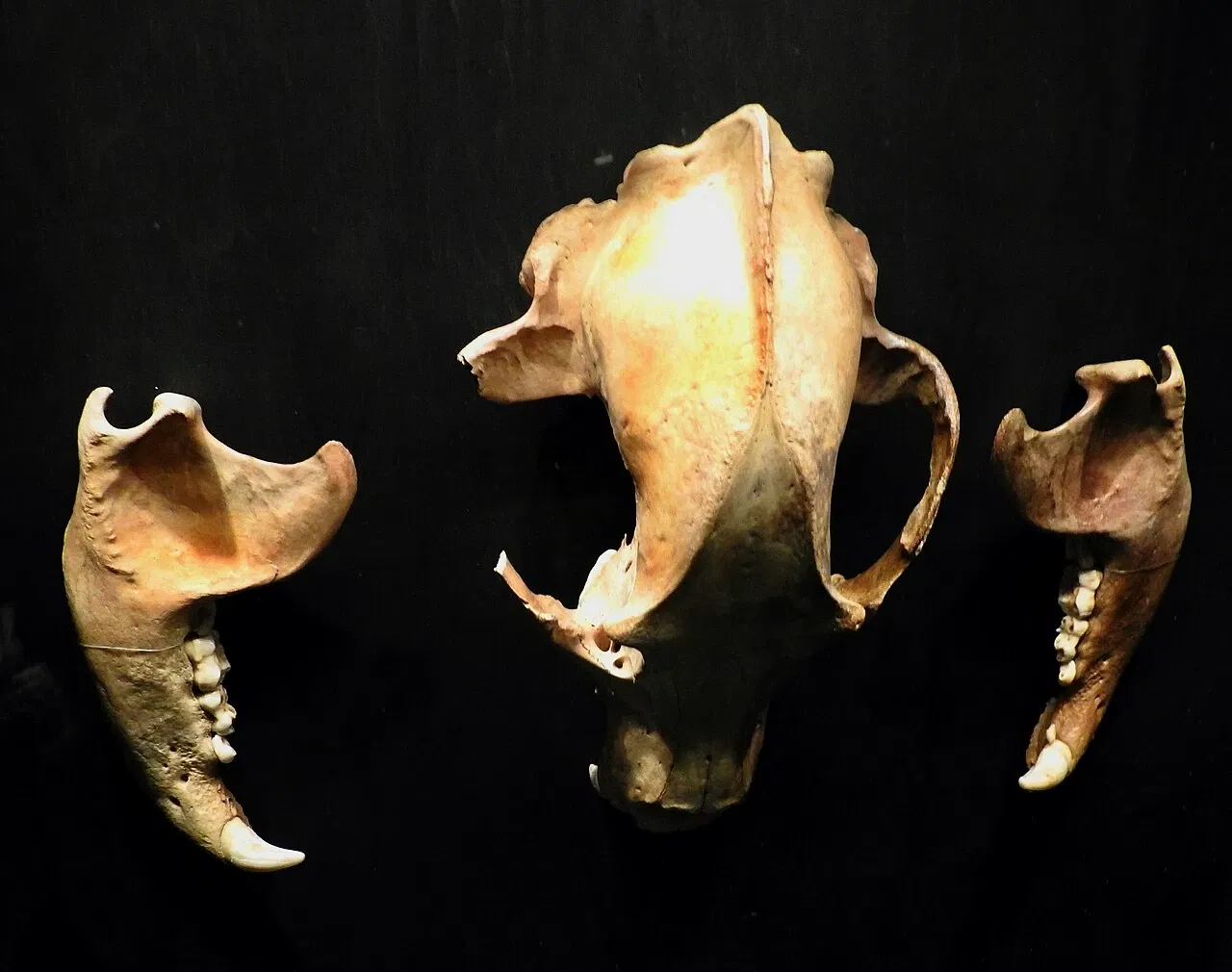 Naturmuseum St. Gallen