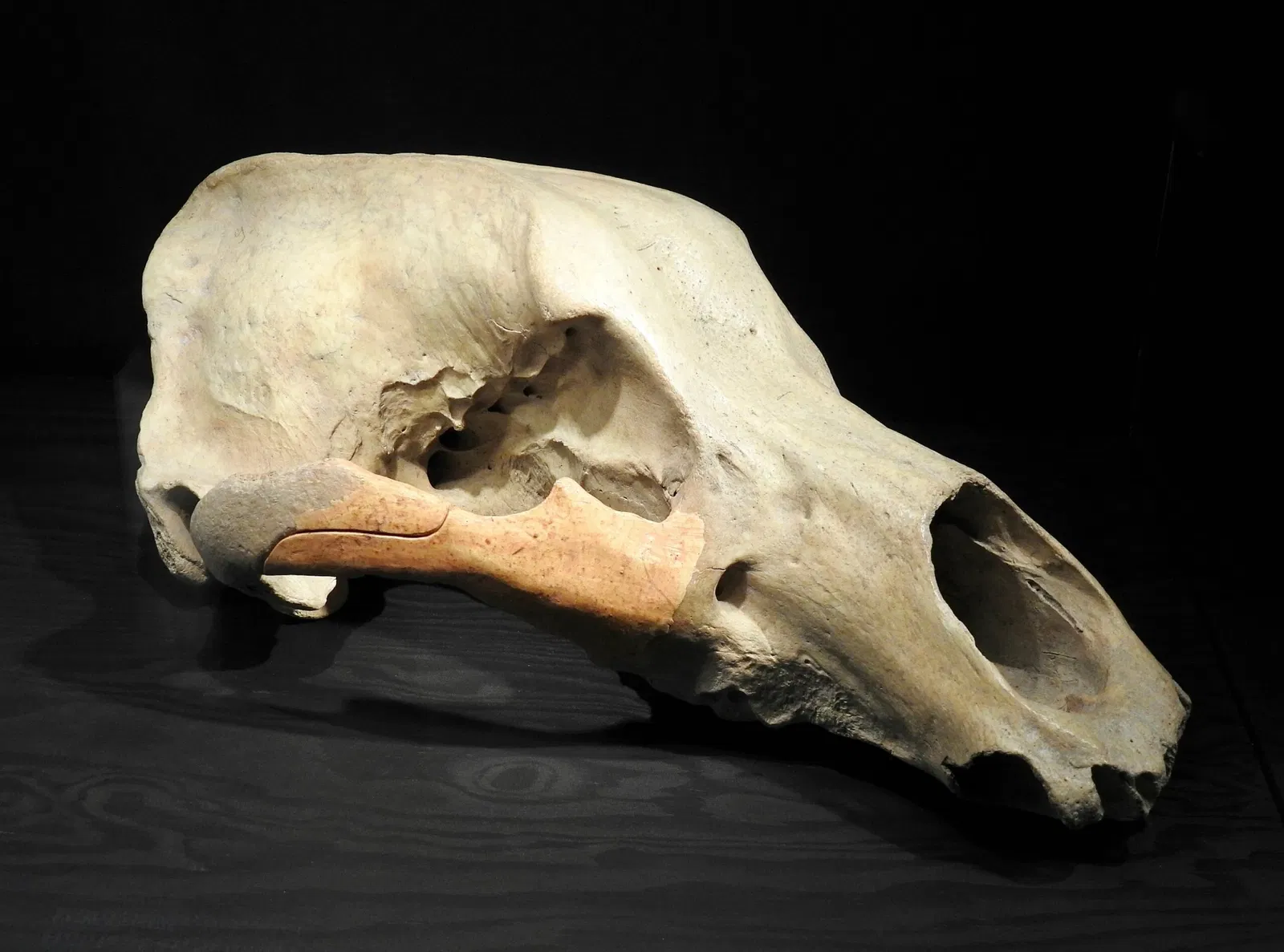 Naturmuseum St. Gallen