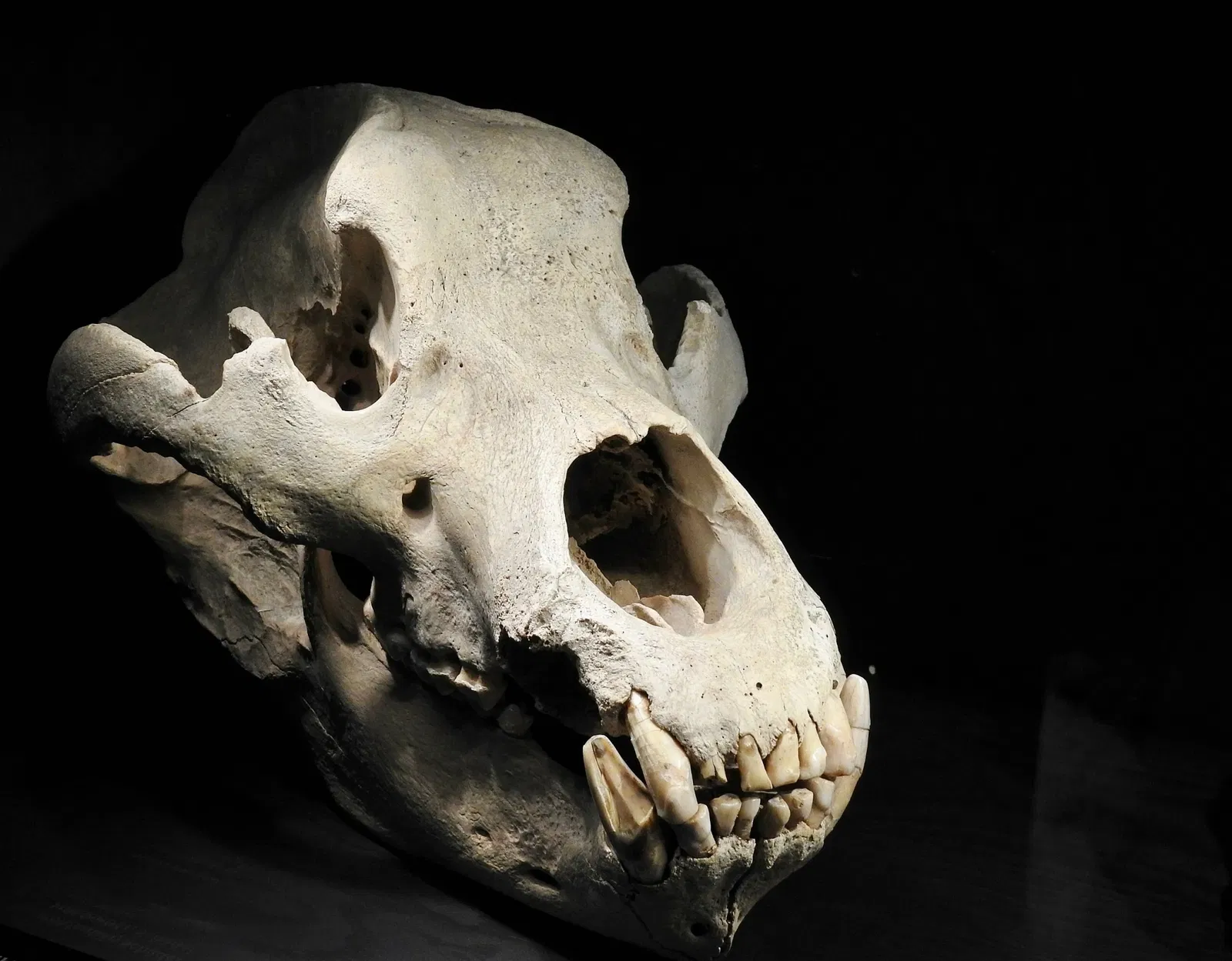 Naturmuseum St. Gallen