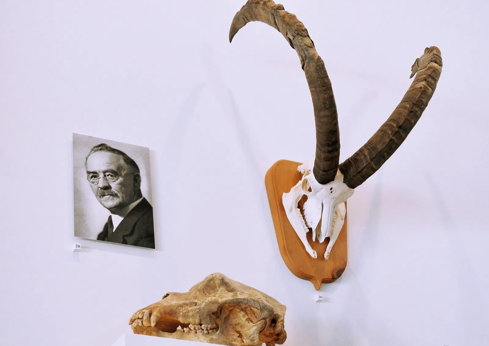 Natural History Museum St. Gallen