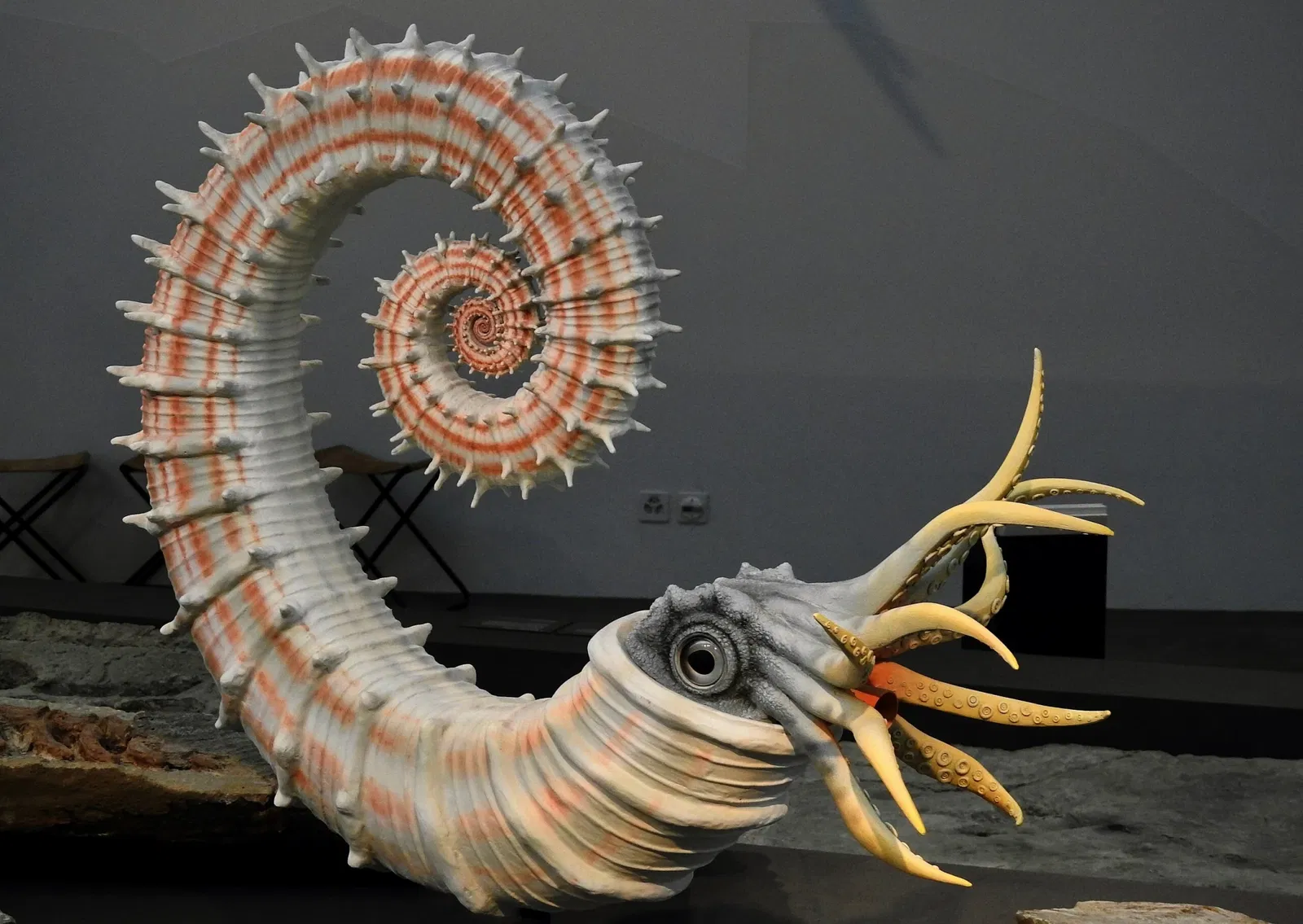 Natural History Museum St. Gallen