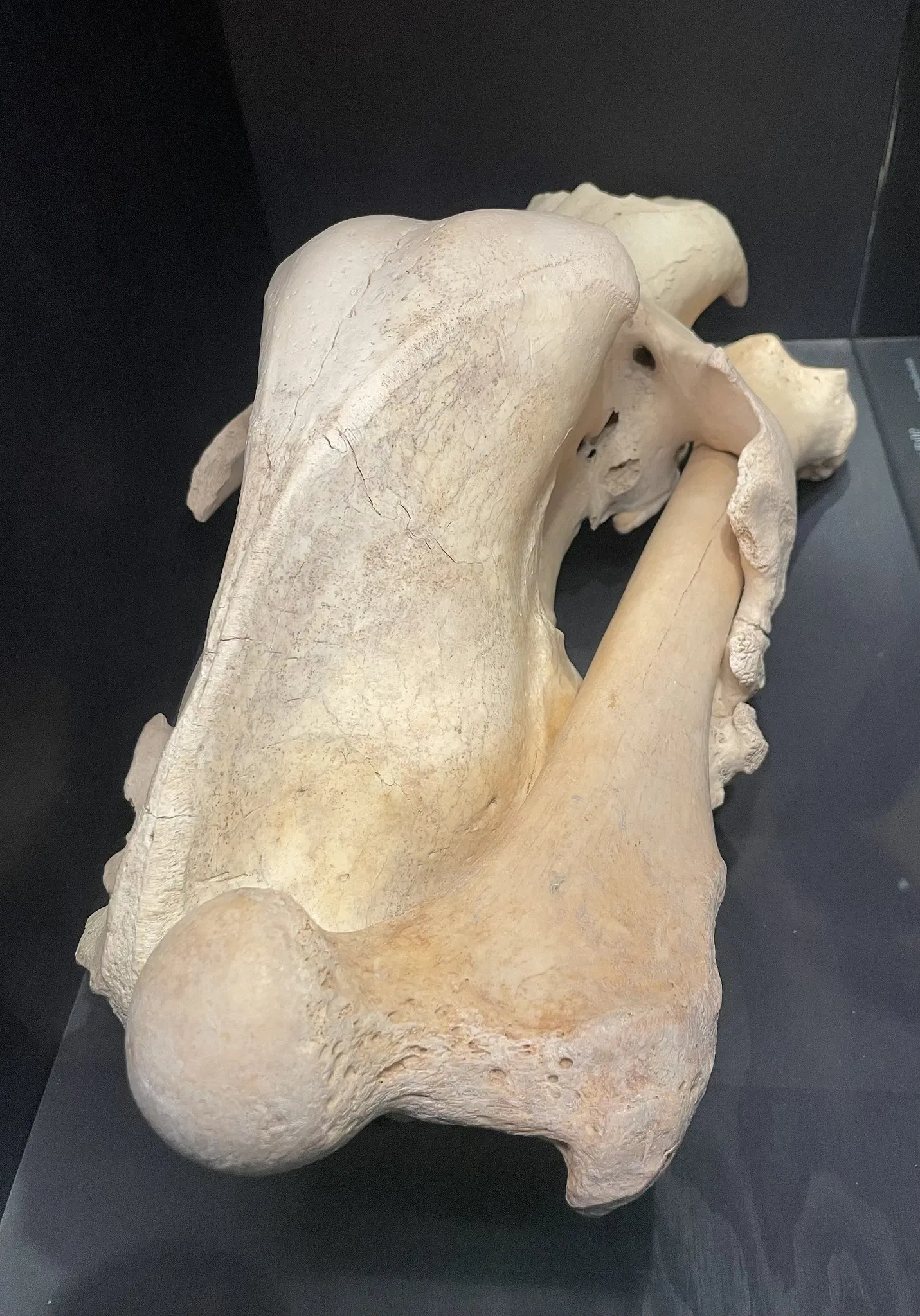 Natural History Museum St. Gallen