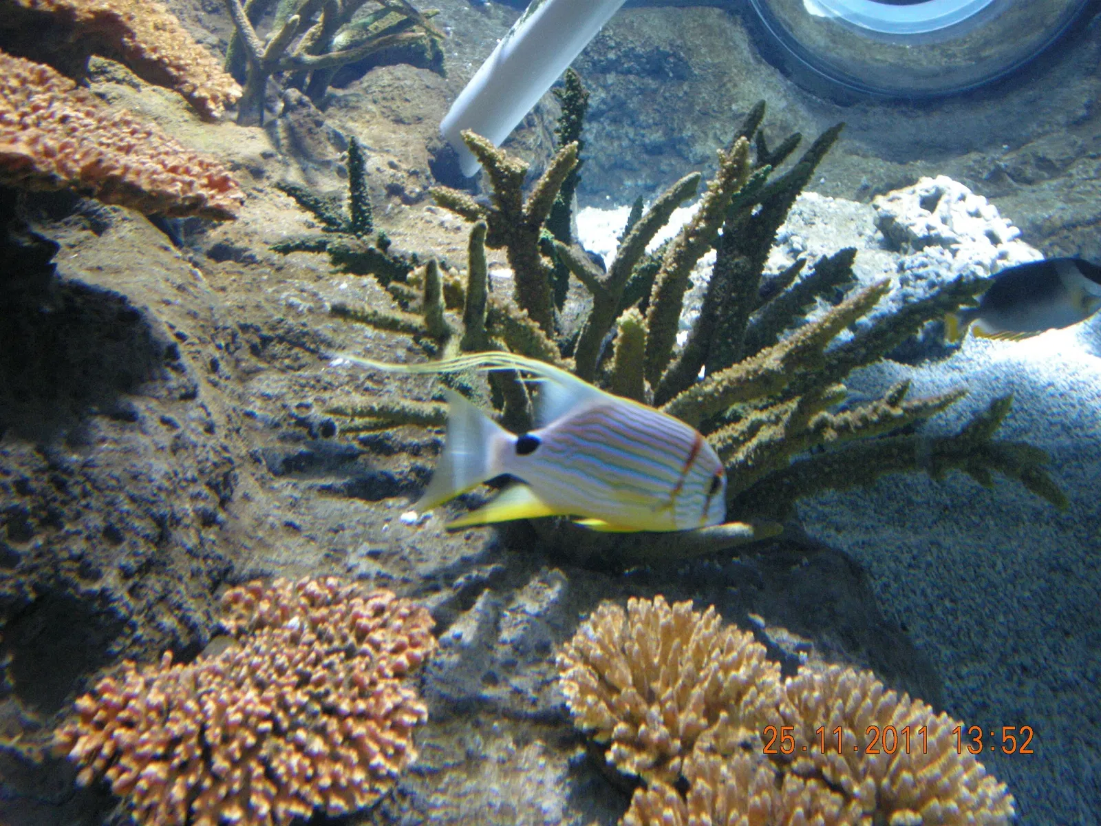 Aquarium d'Istanbul