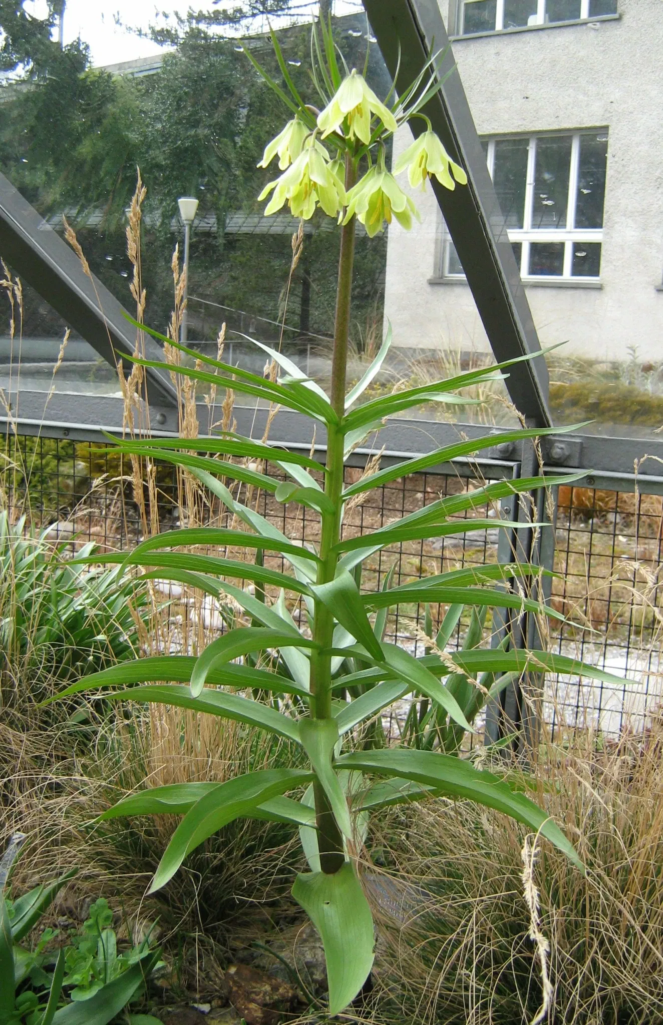 Jardin botanique de Berne