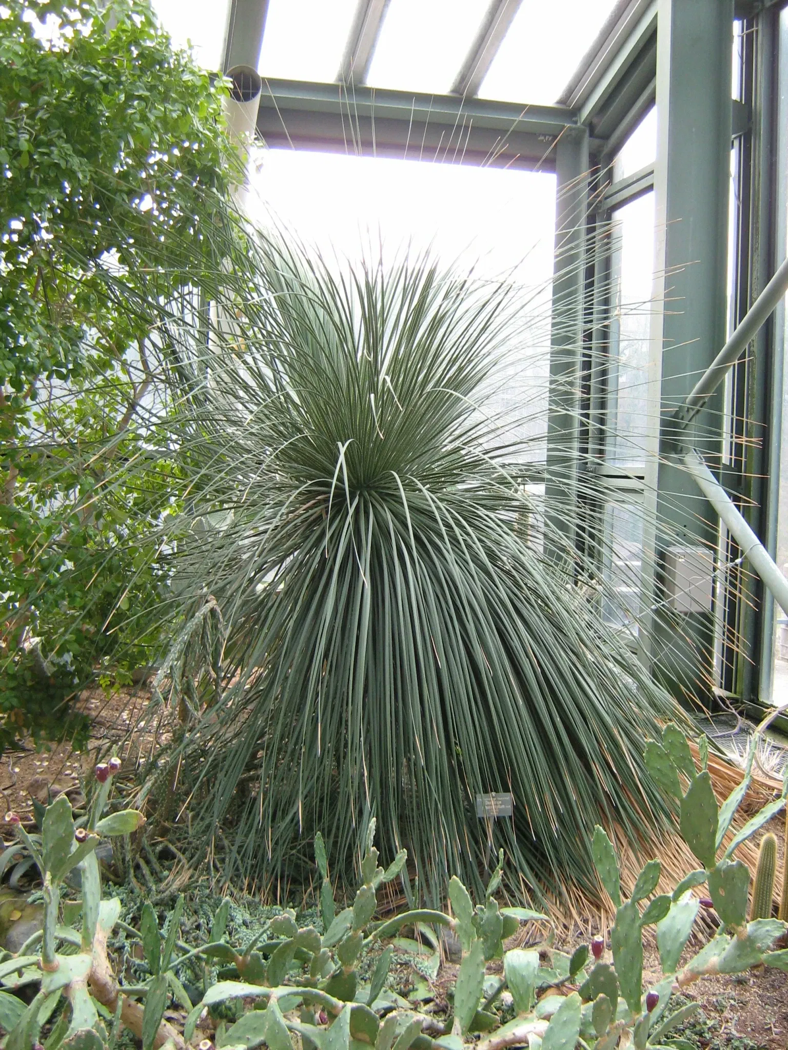 Jardin botanique de Berne