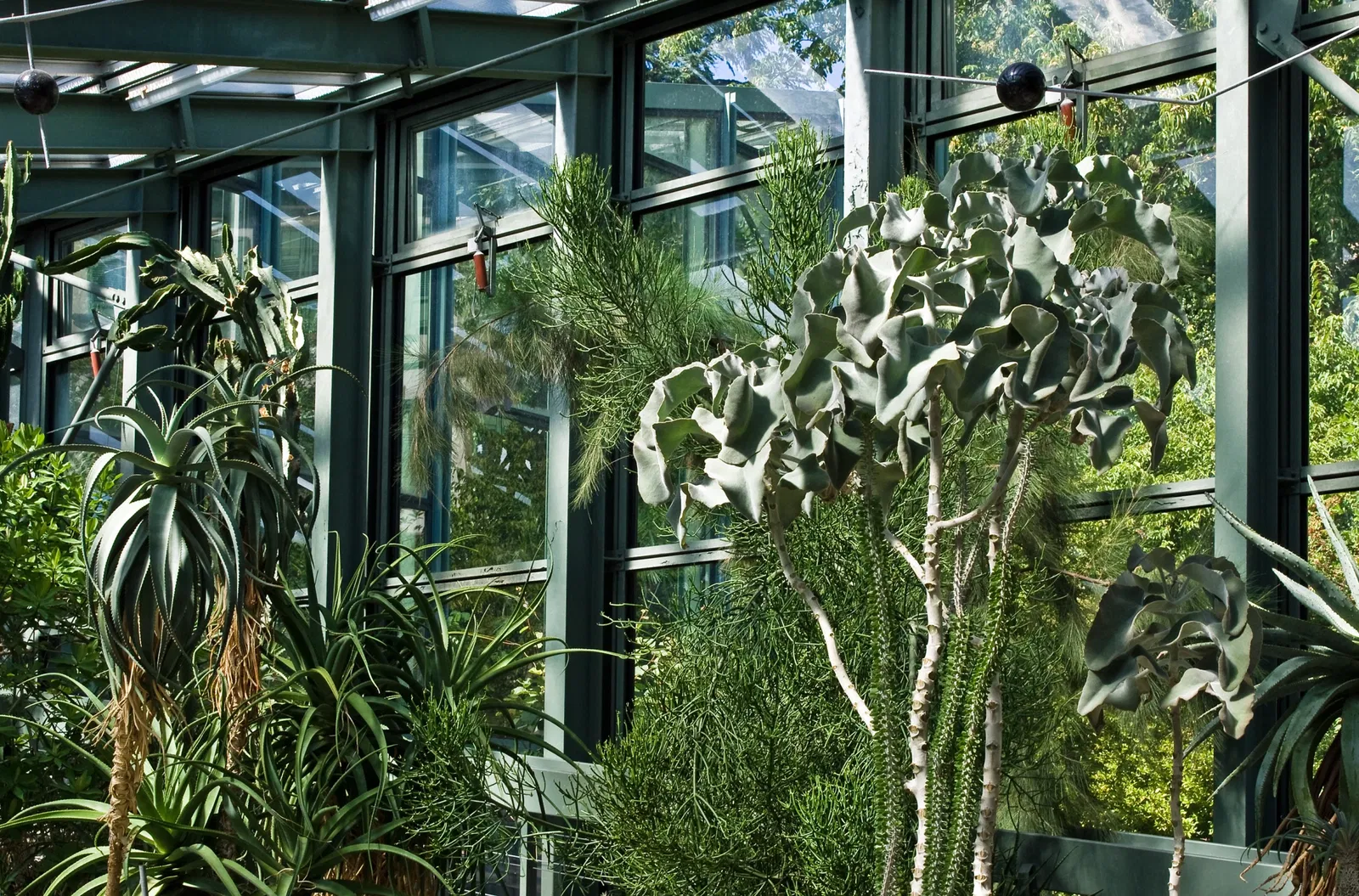 Jardin botanique de Berne