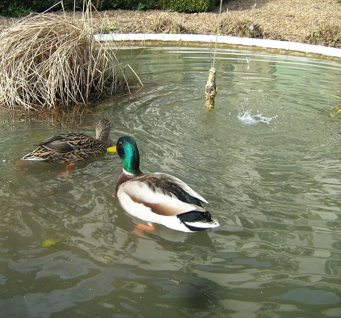 Jardin botanique de Berne