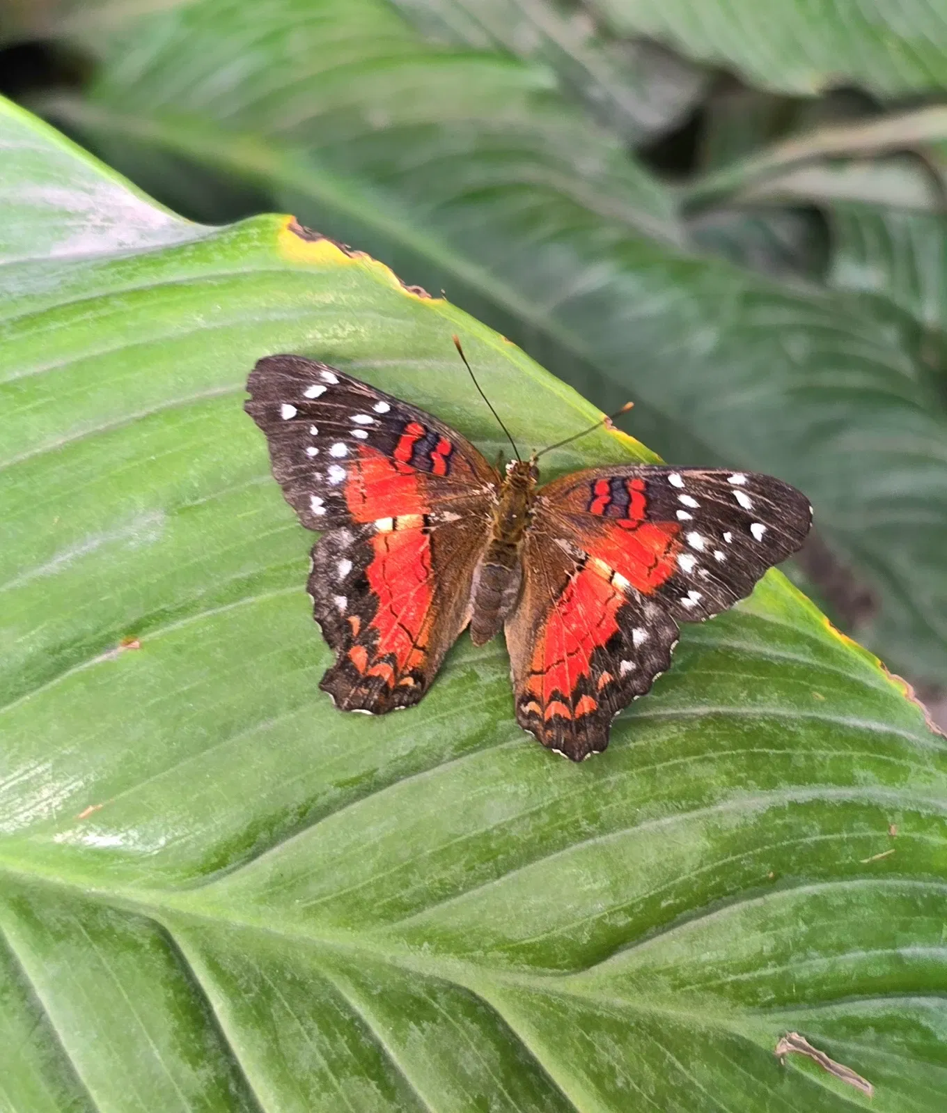 Butterflyhouse Hofburg Palace