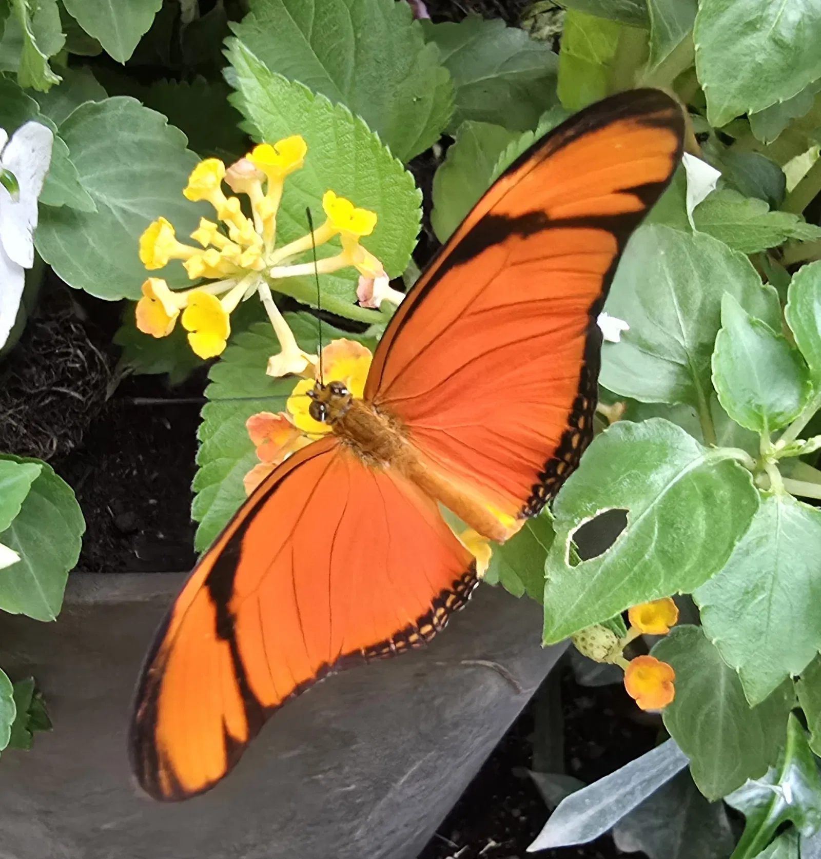 Butterflyhouse Hofburg Palace