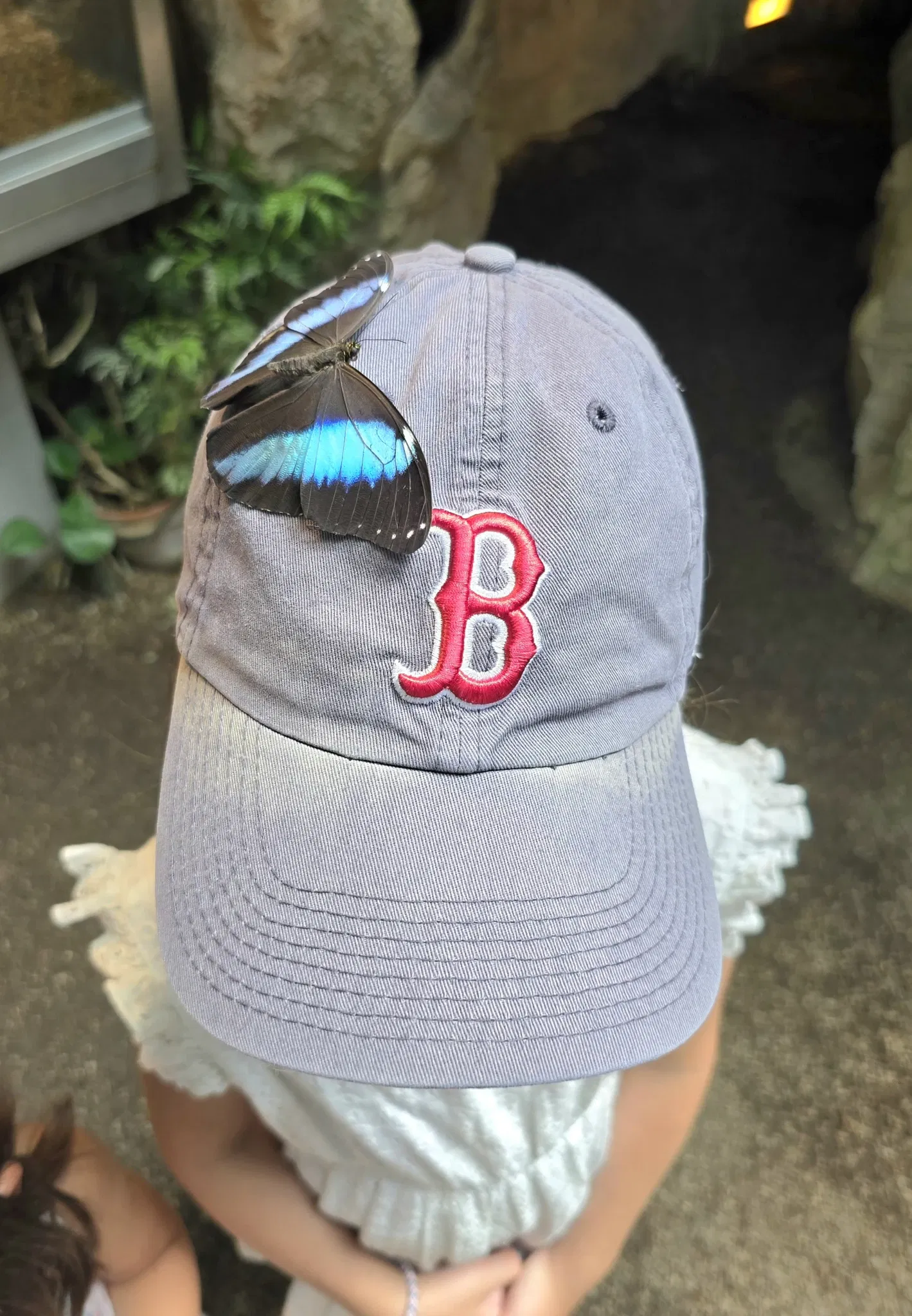 Butterflyhouse Hofburg Palace