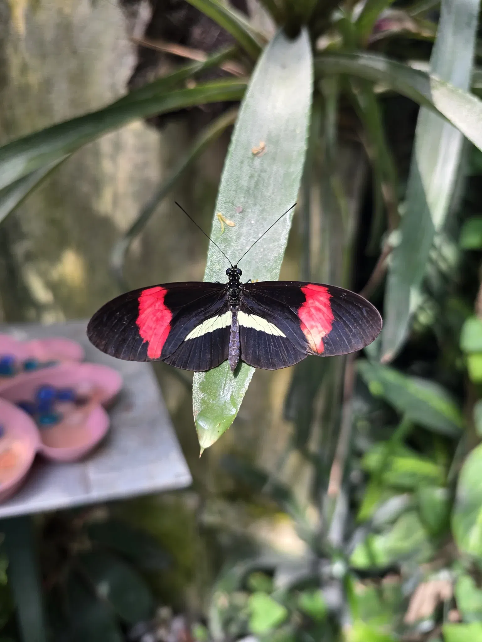 Butterflyhouse Hofburg Palace