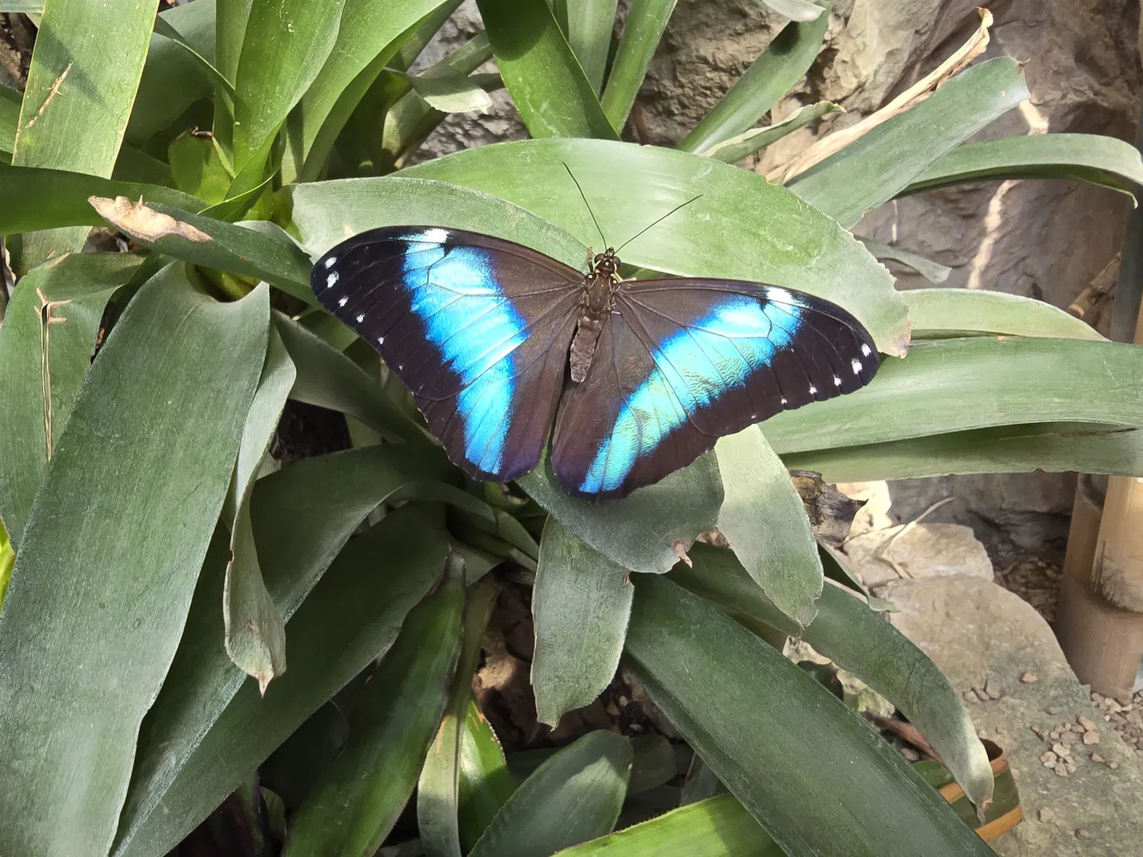Butterflyhouse Hofburg Palace