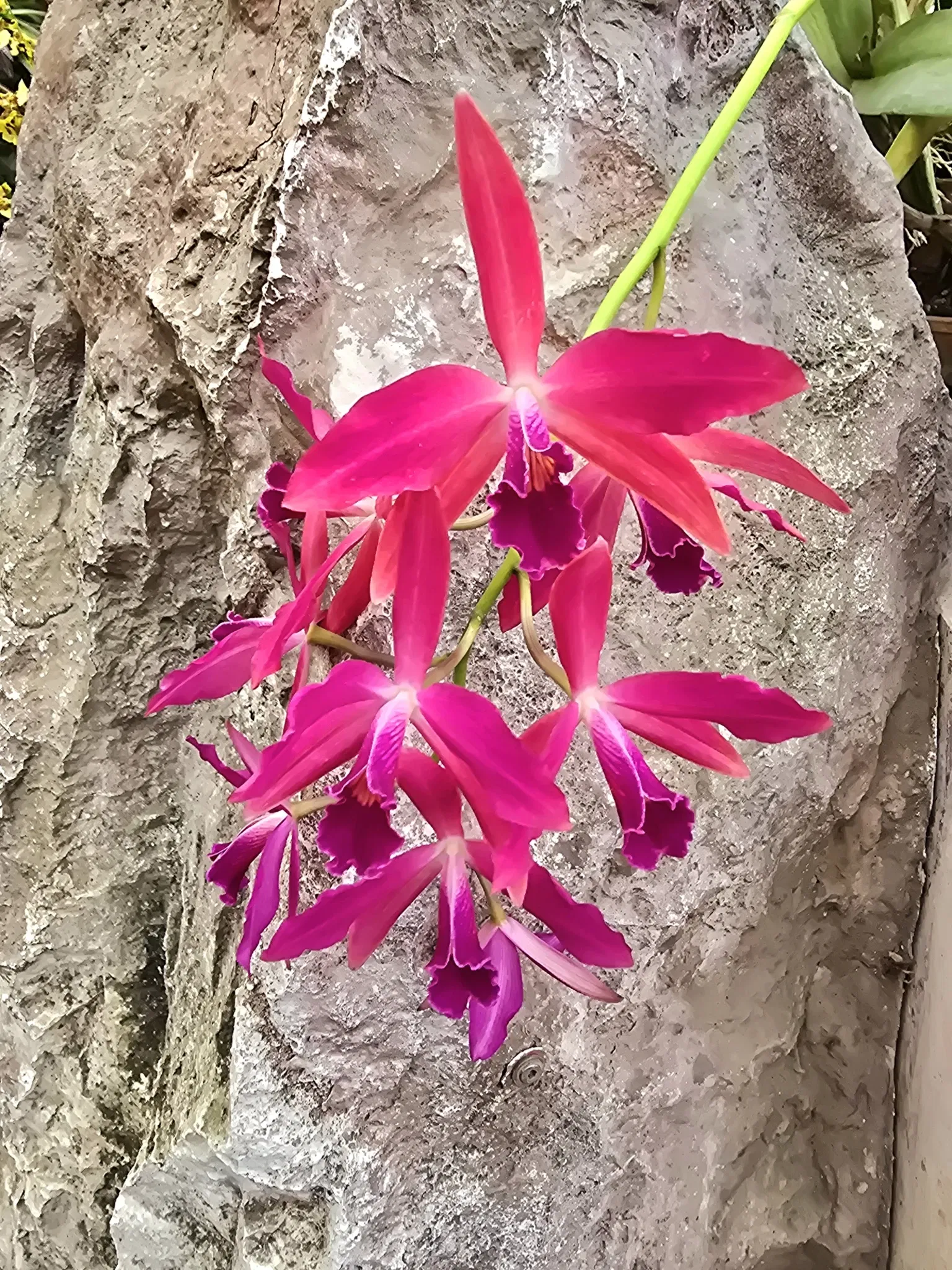 Butterflyhouse Hofburg Palace