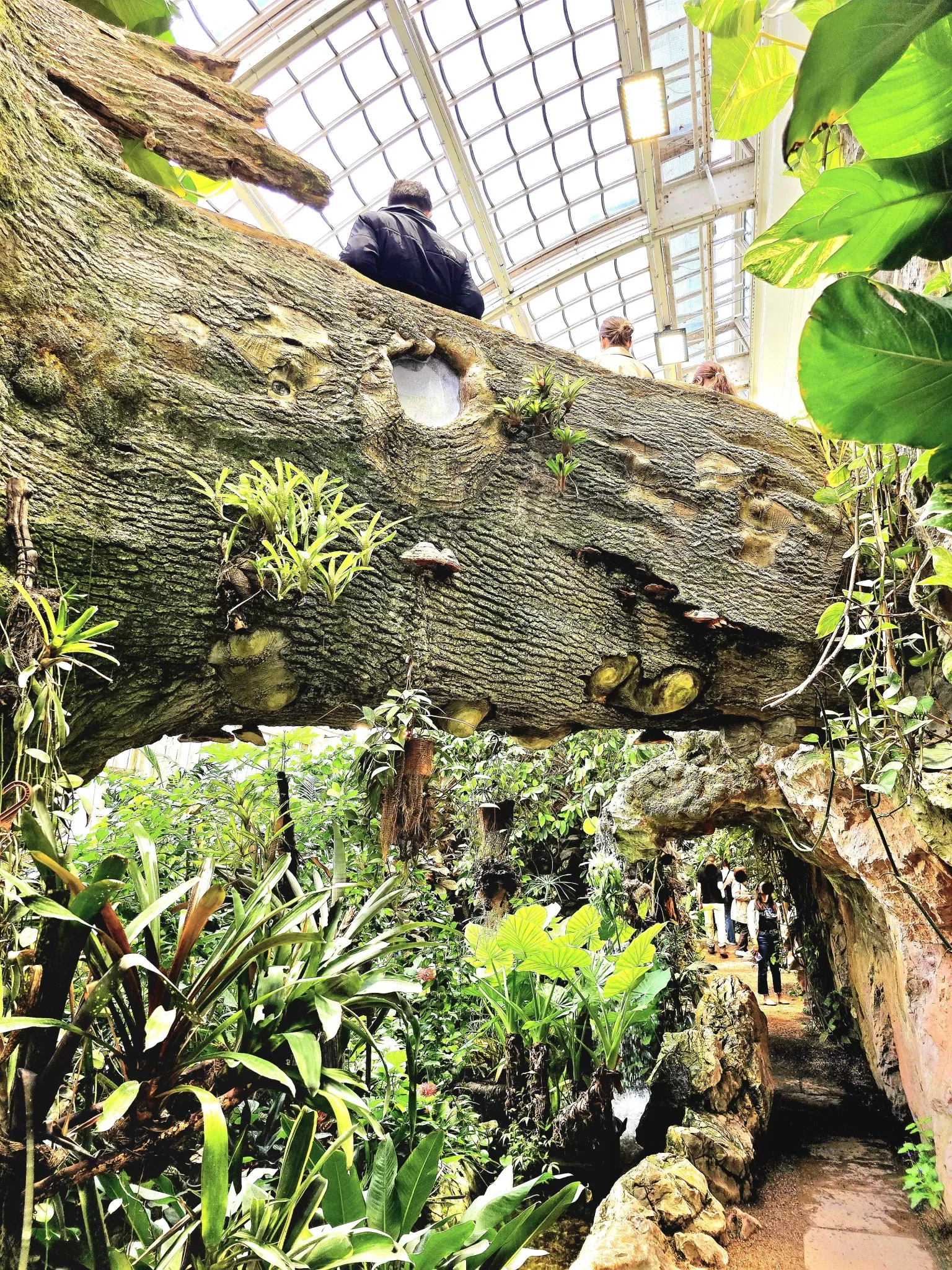 Butterflyhouse Hofburg Palace