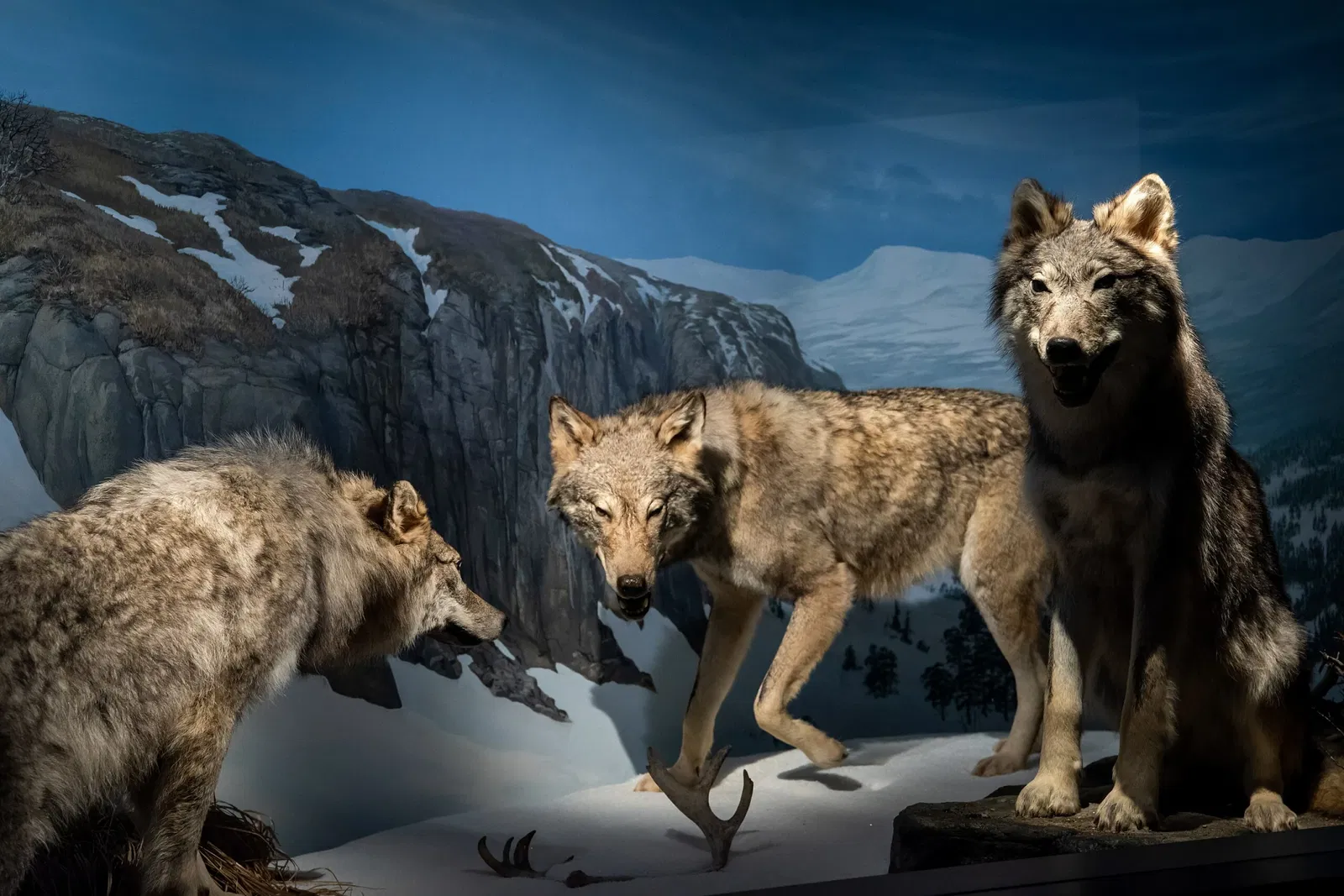 Museo de la Naturaleza y jardín botánico de Agder