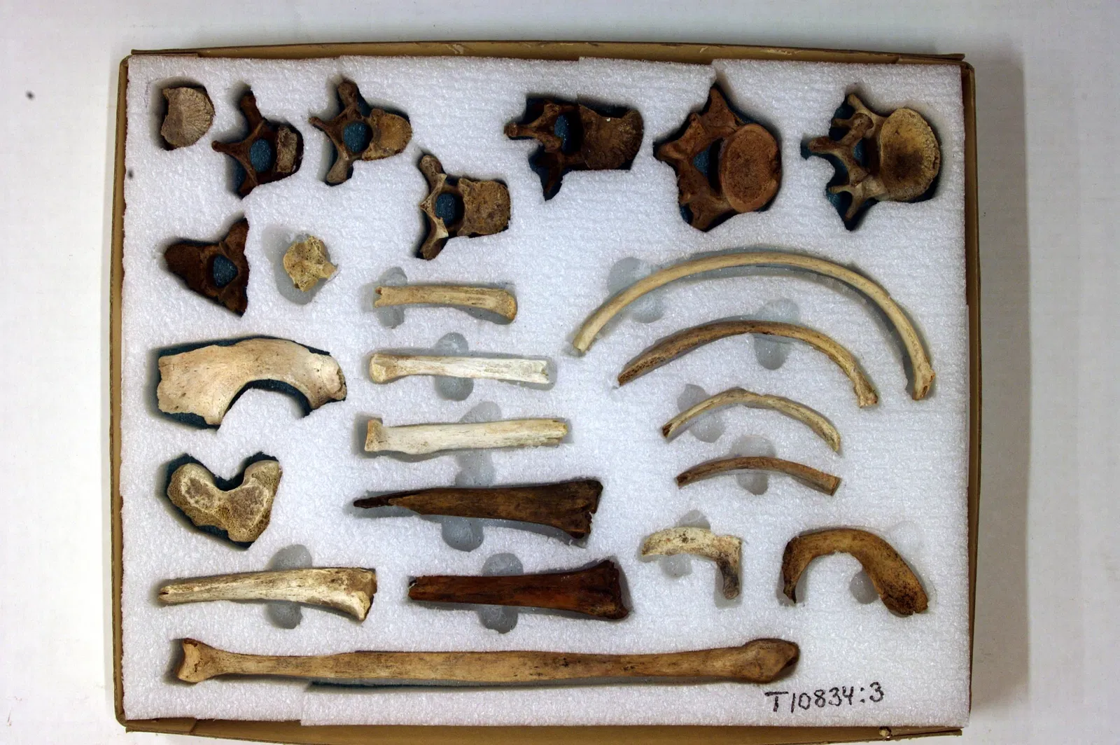 The NTNU University Museum