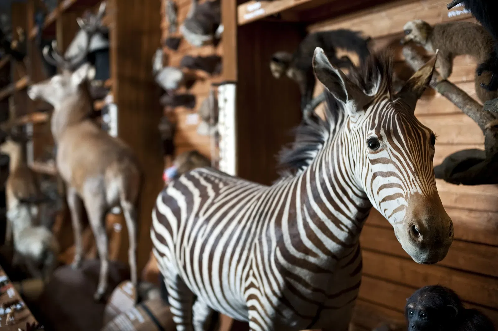 Muséum d'histoire naturelle et d'archéologie de Trondheim