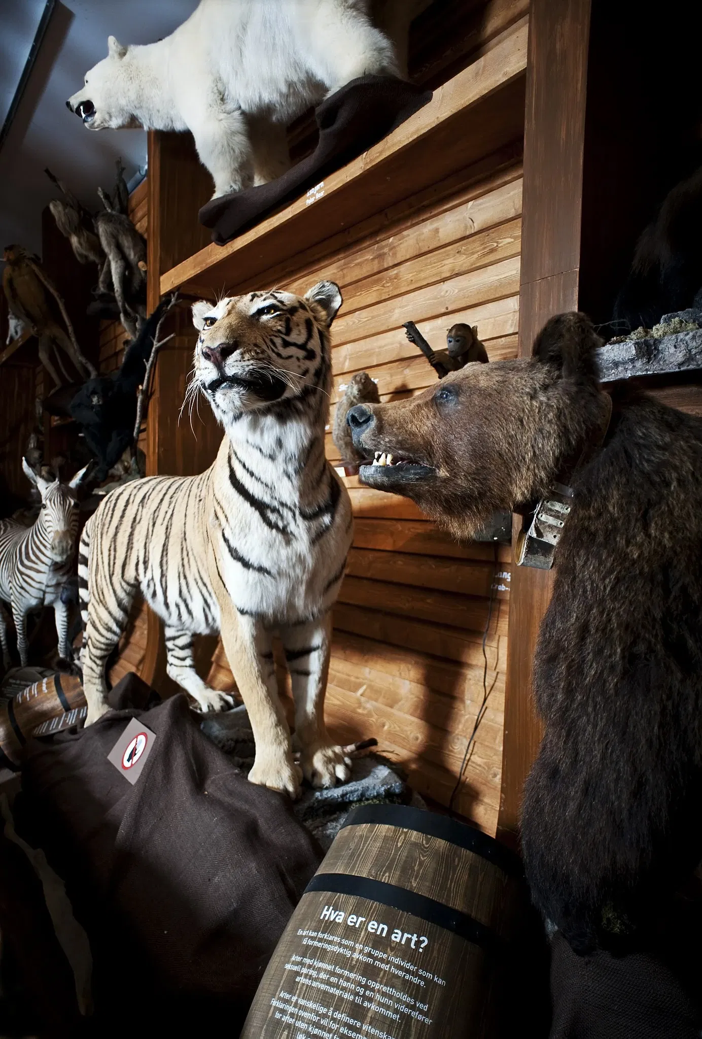 The NTNU University Museum