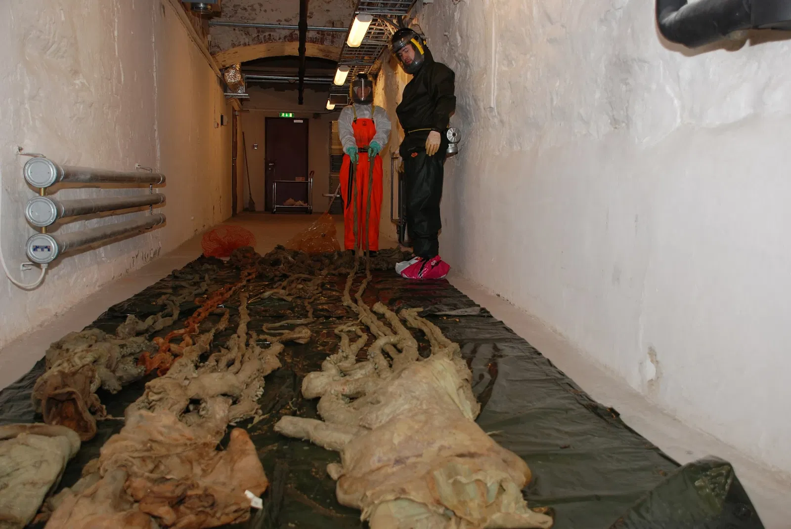 The NTNU University Museum