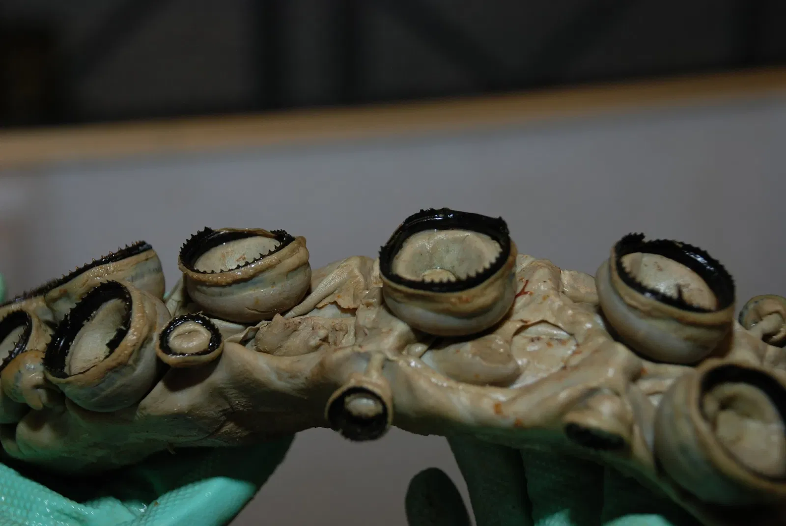 The NTNU University Museum