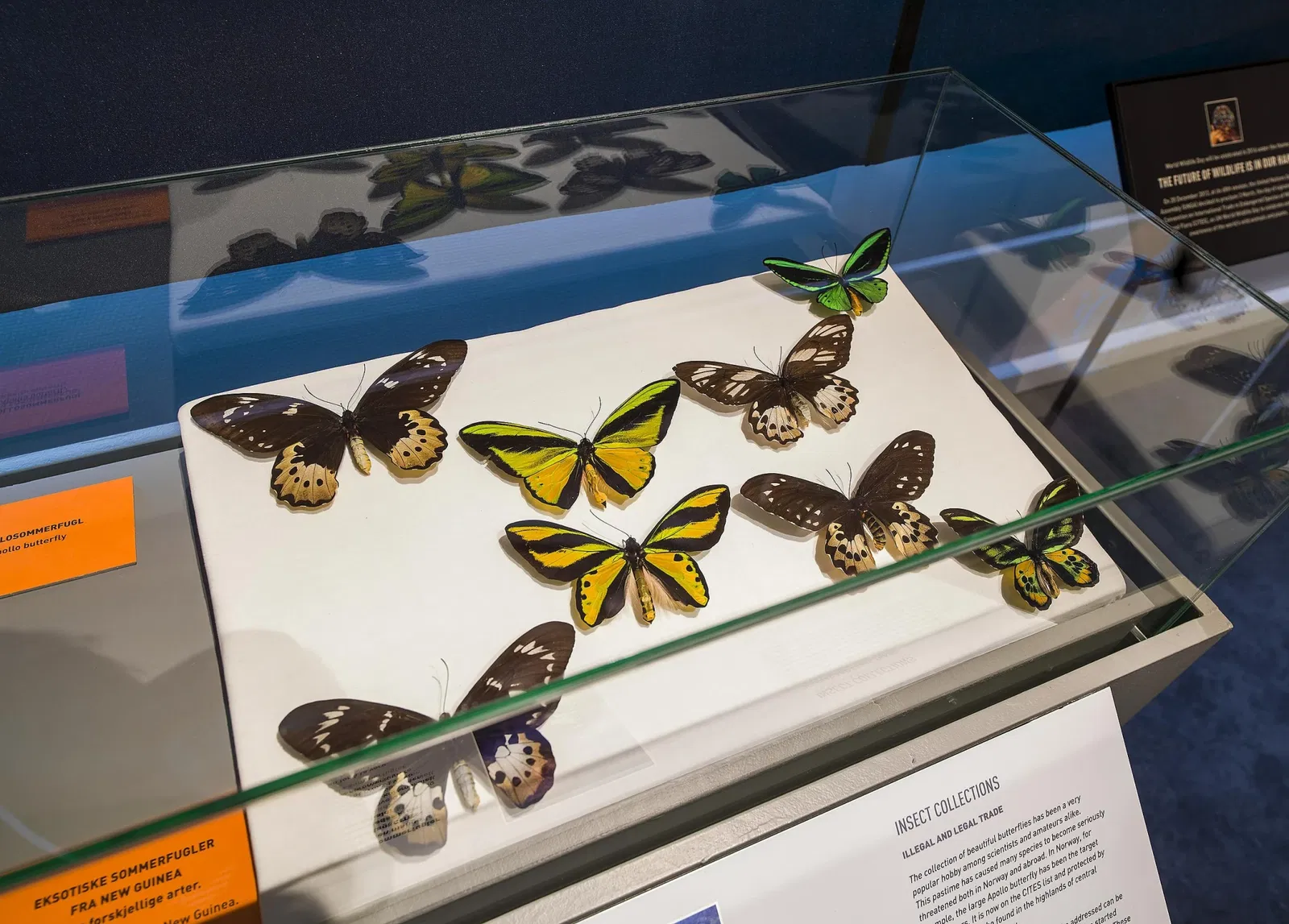 The NTNU University Museum