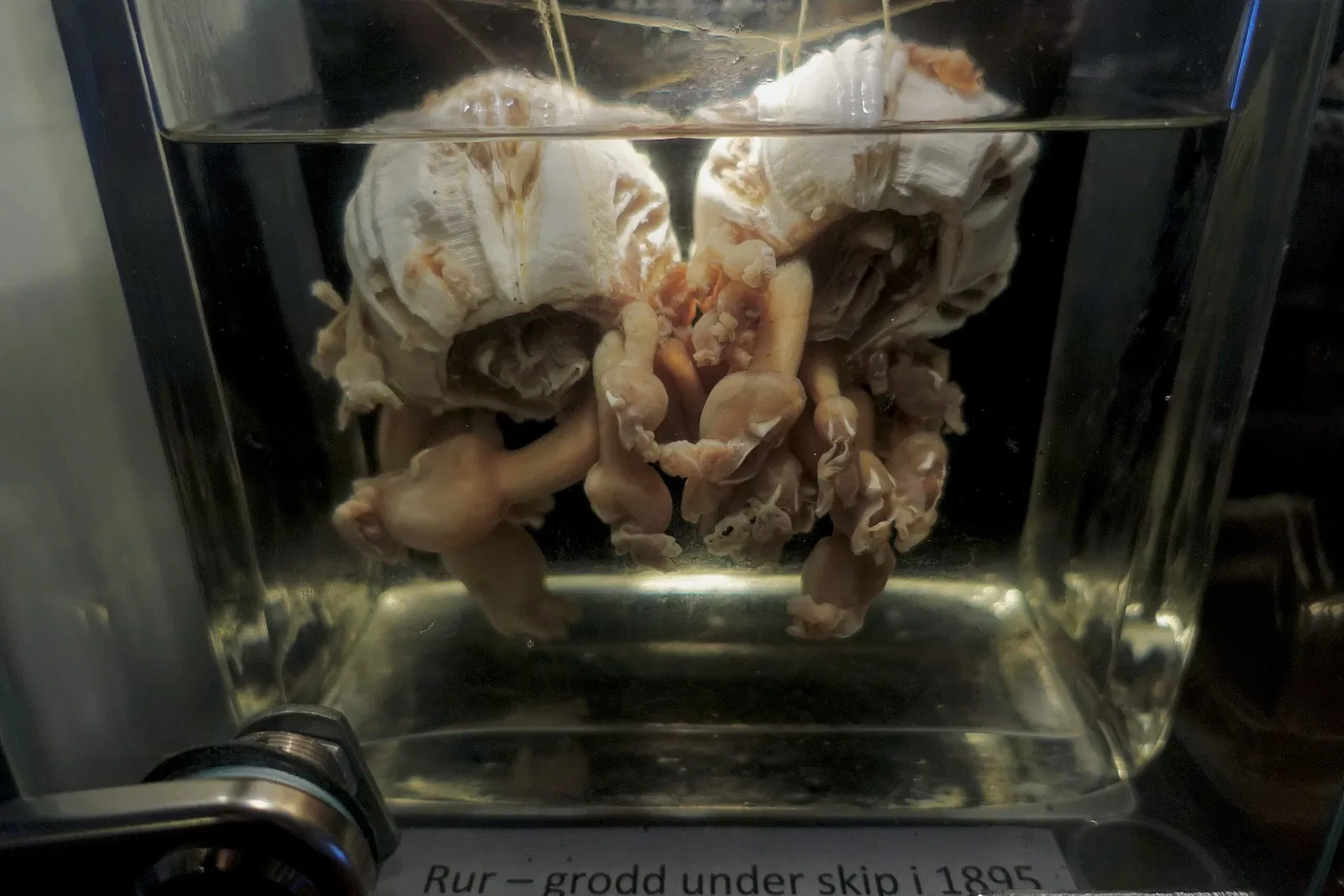 The Slottsfjells Museum