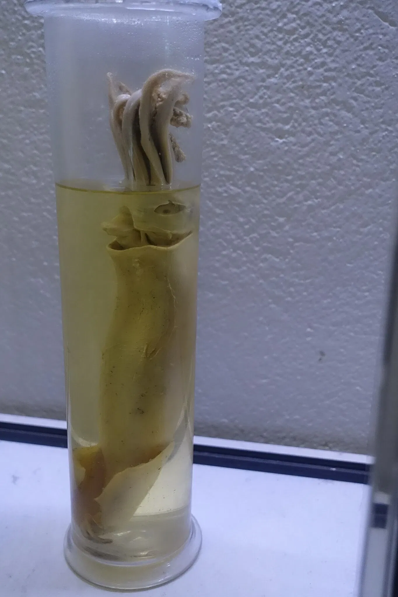 The Slottsfjells Museum