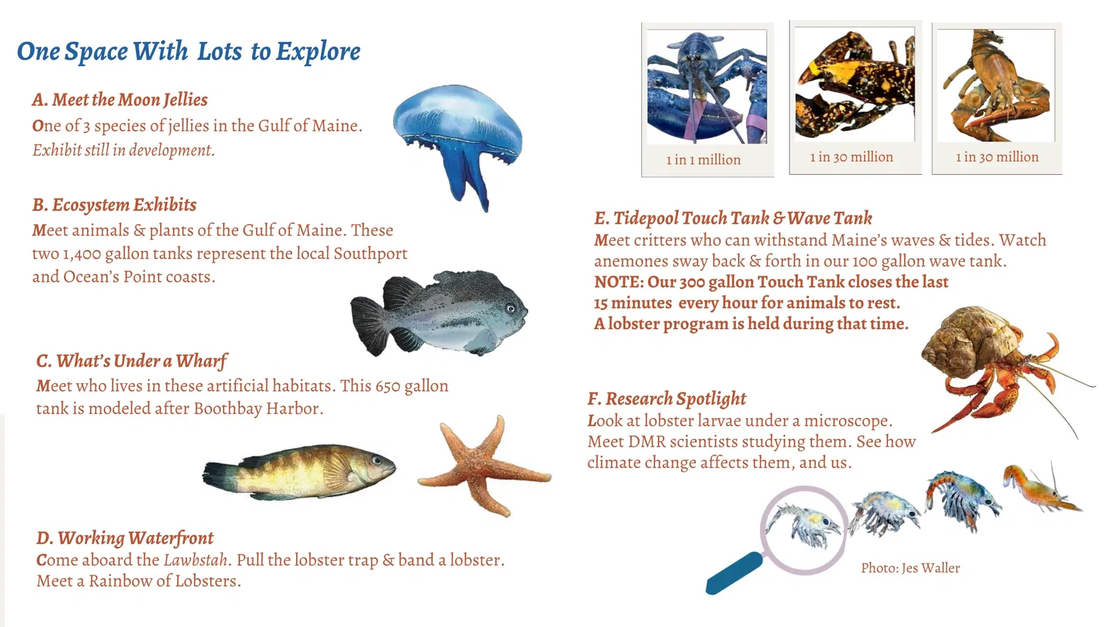 Maine State Aquarium