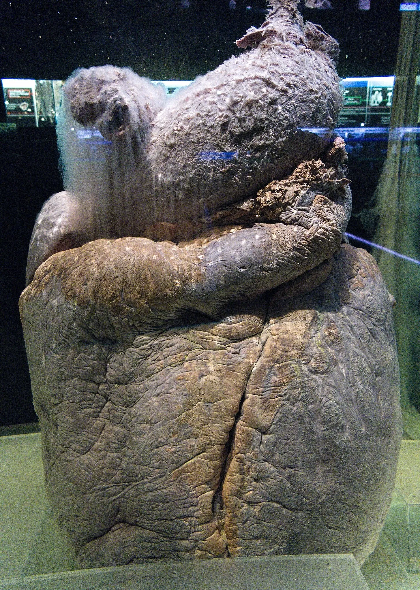 KULTURAMA Museum of Human Evolution