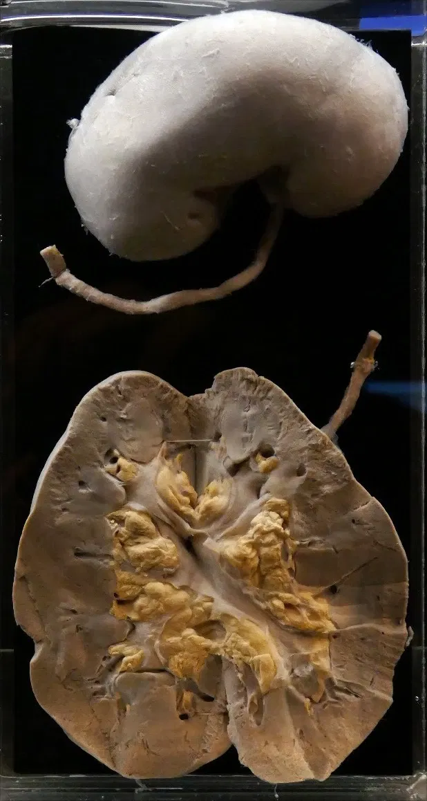 KULTURAMA Museum of Human Evolution