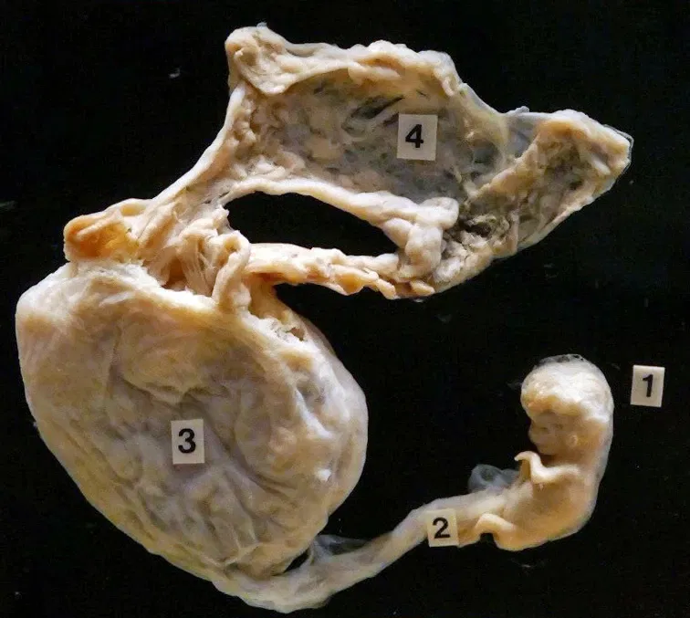 KULTURAMA Museum of Human Evolution