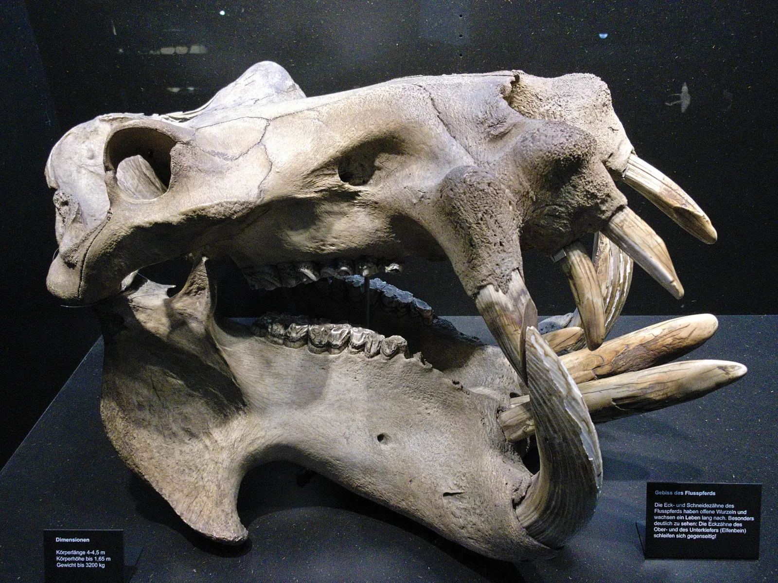 KULTURAMA Museum of Human Evolution