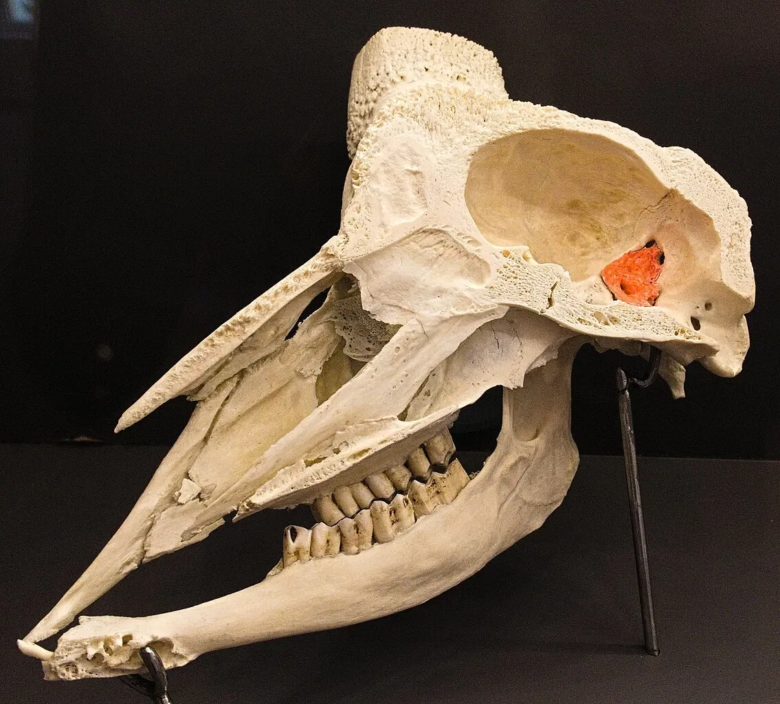 KULTURAMA Museum of Human Evolution