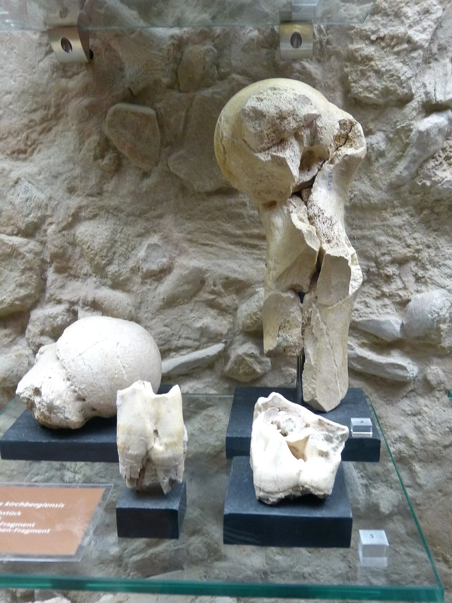 Museum für Ur-und Frühgeschichte Thüringens