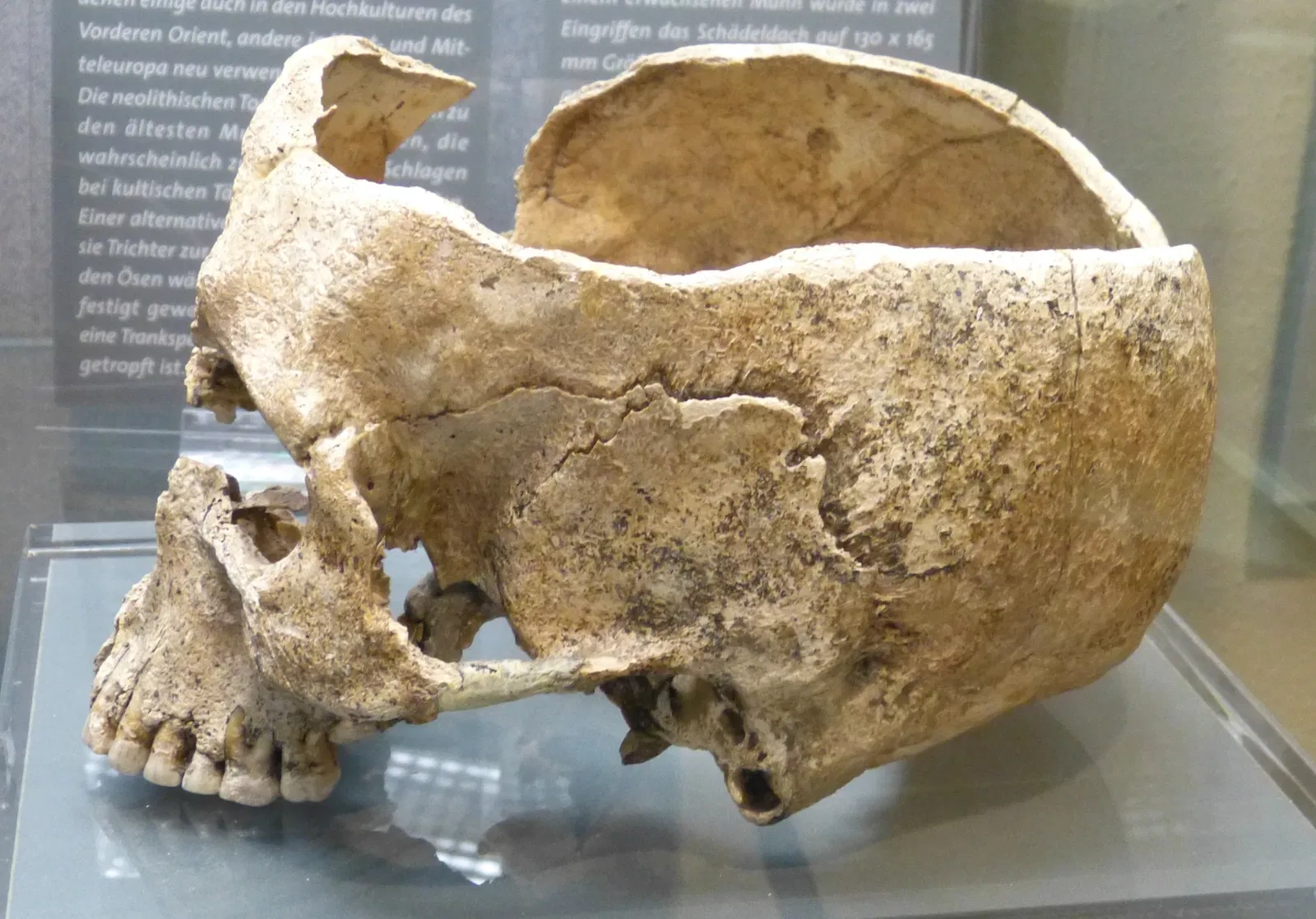 Museum für Ur-und Frühgeschichte Thüringens