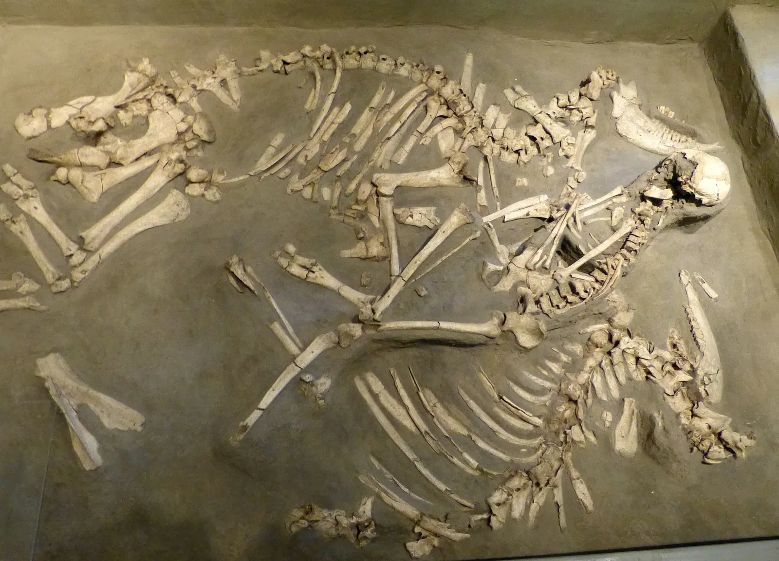 Museum of Prehistory and Early History of Thuringia