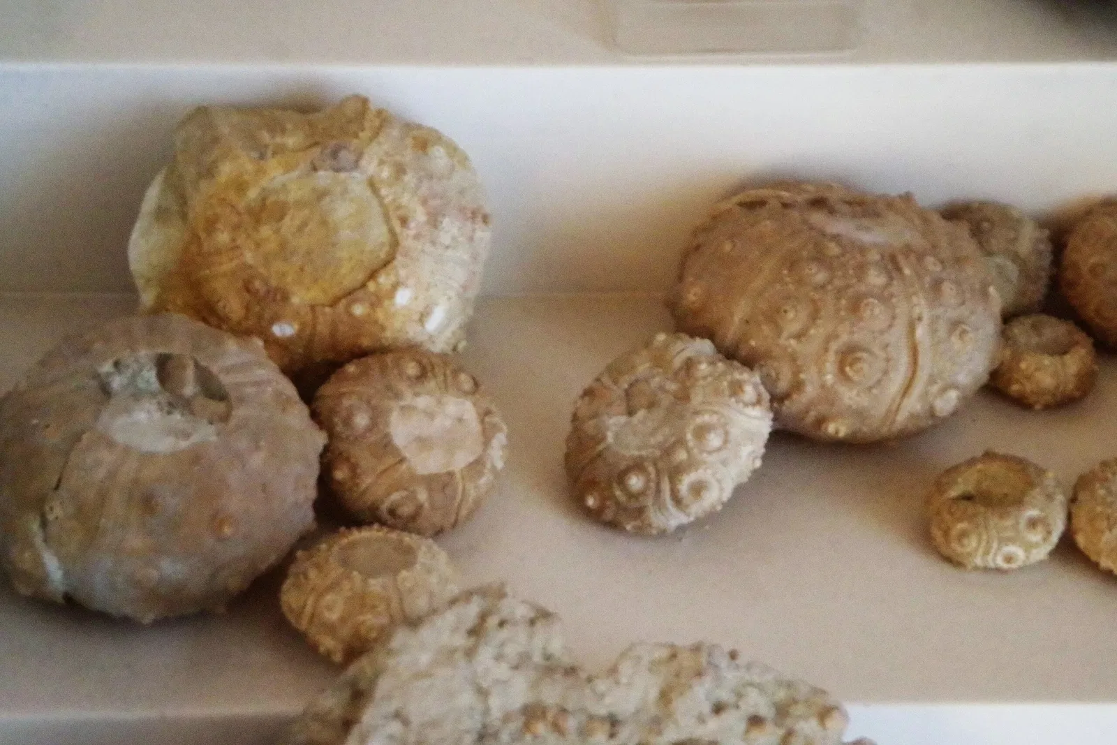 Bezirksmuseum Höfli