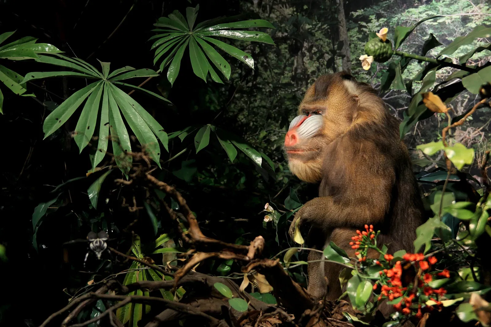 Musée Alexander-Koenig