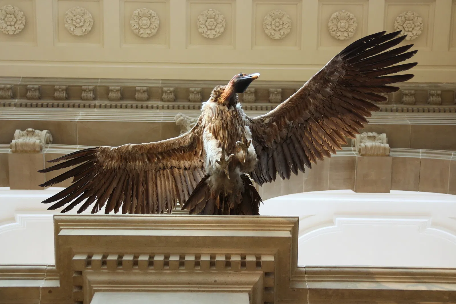 Alexander Koenig Zoological Research Museum