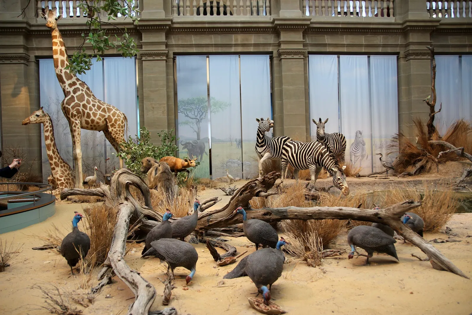 Alexander Koenig Zoological Research Museum