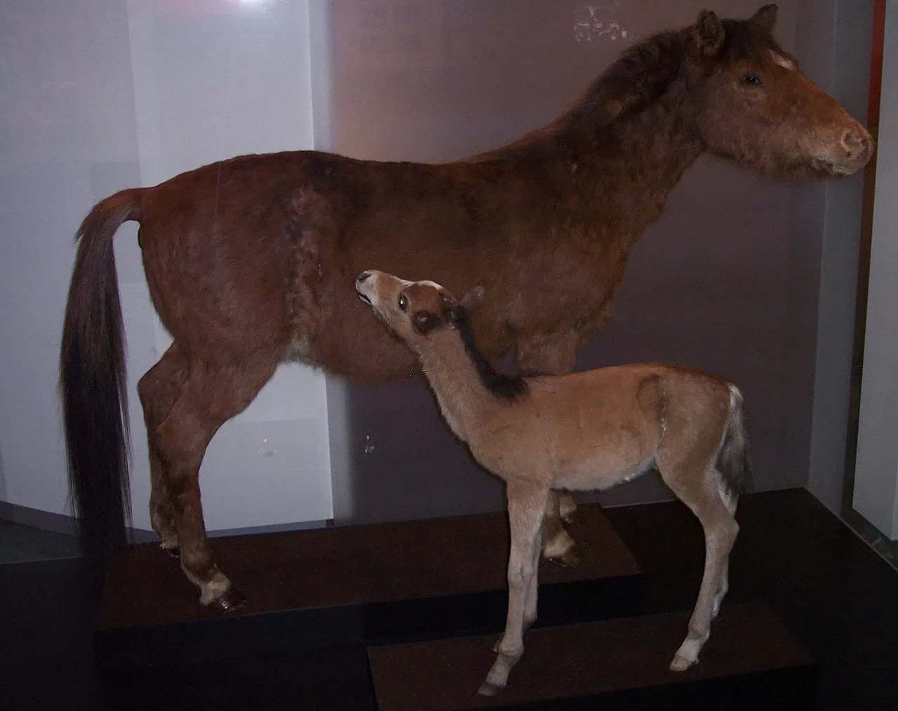 Westphalian Horse Museum