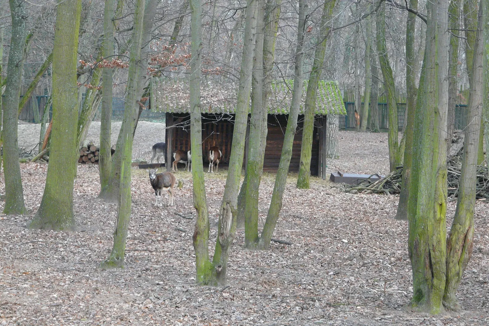 Wildpark Mainz-Gonsenheim