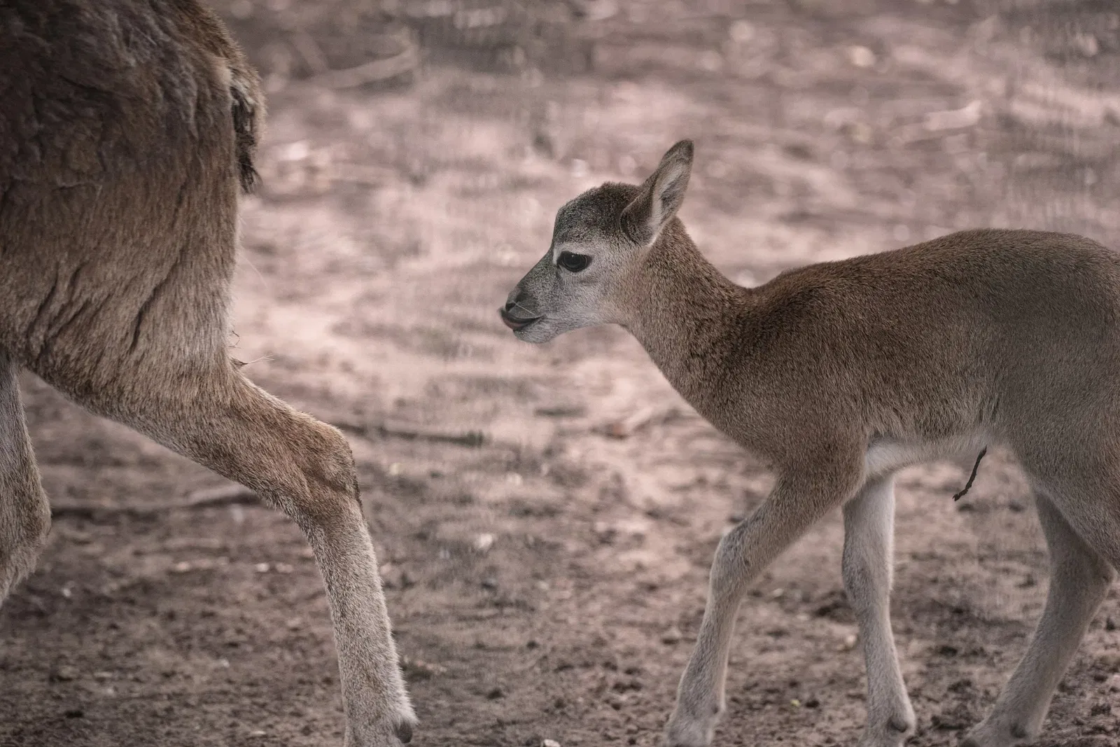 Wildpark Mainz-Gonsenheim