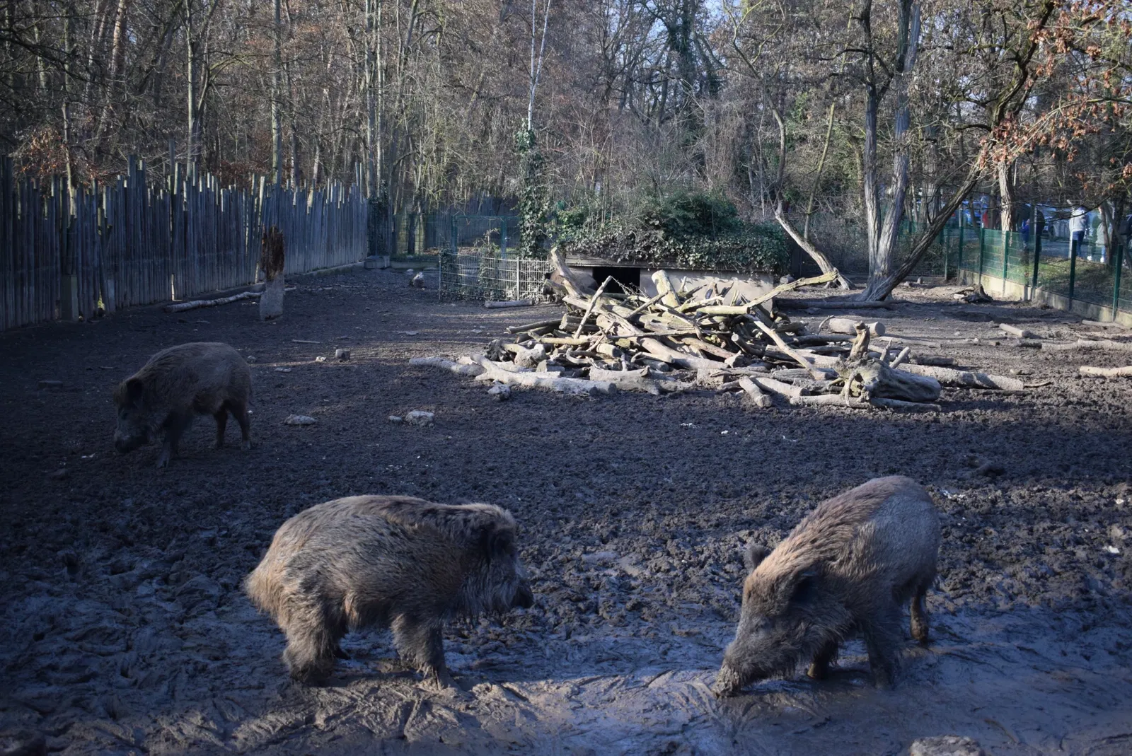 Wildpark Mainz-Gonsenheim
