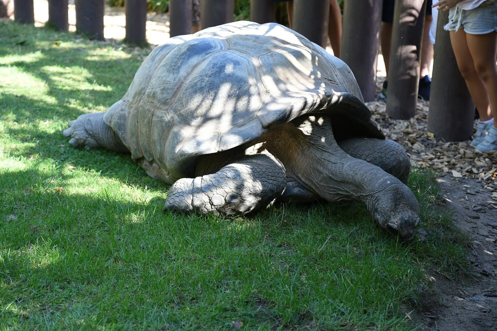 Zoo di Heidelberg