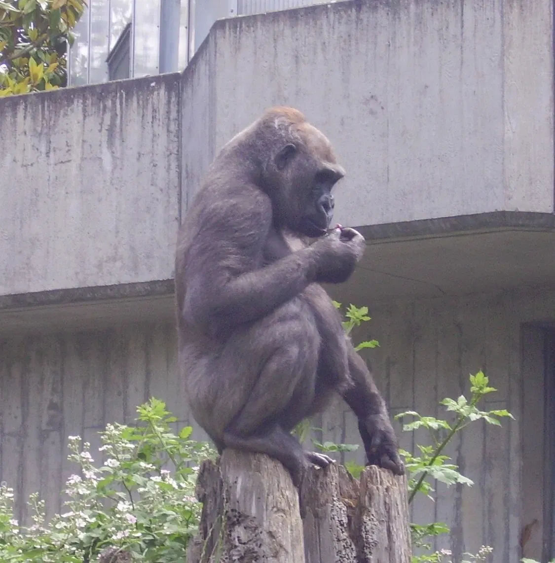 Heidelberg Zoo