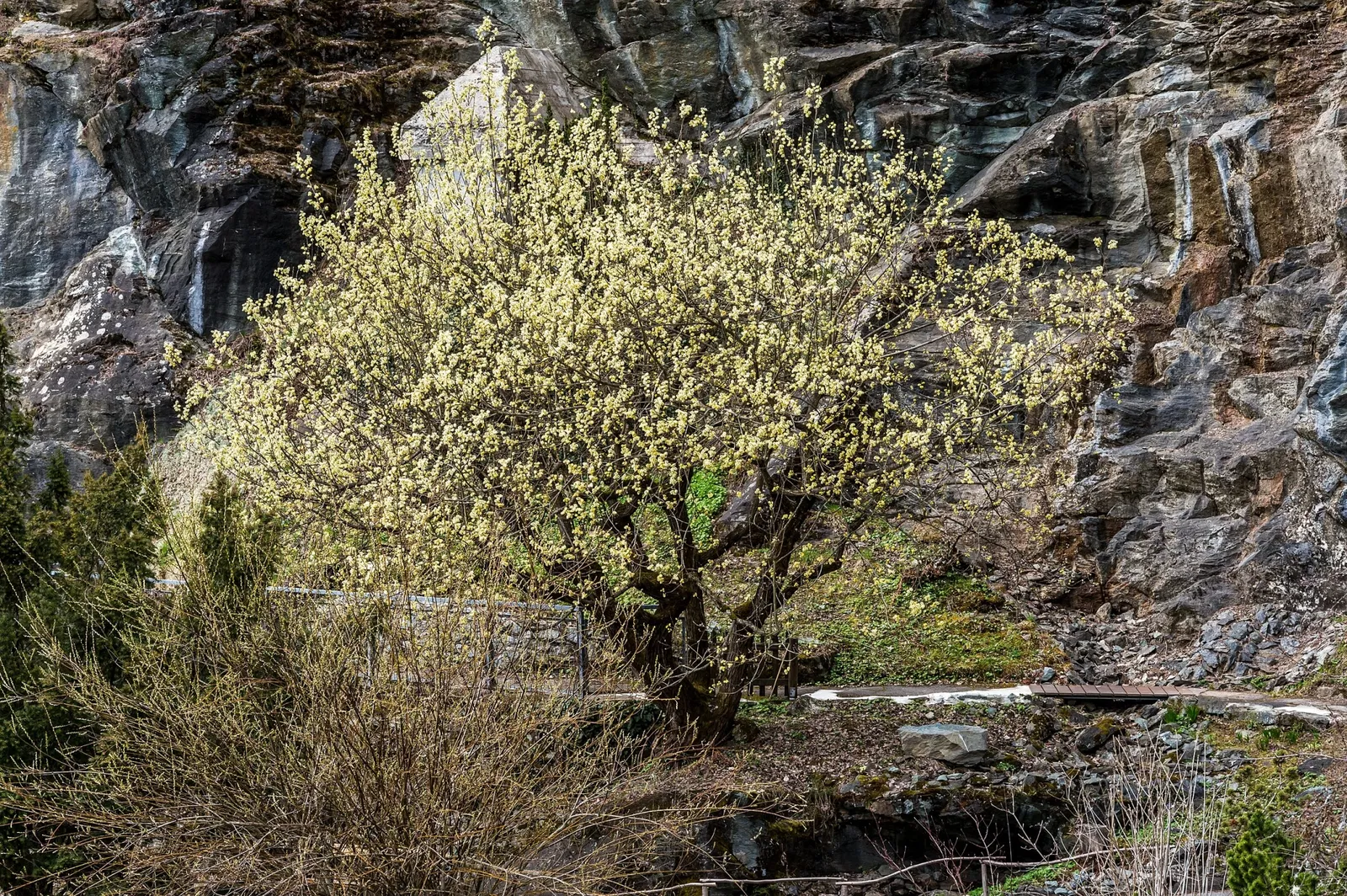 Klagenfurt Botanical Garden